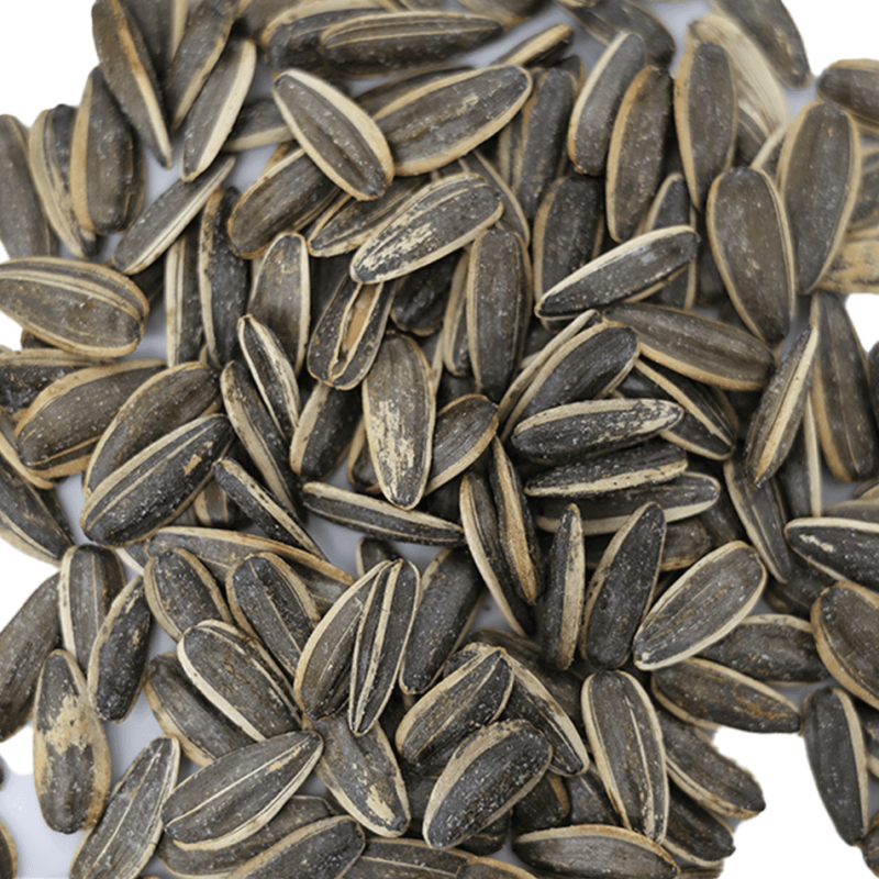 بزر دوار الشمس