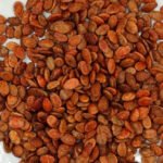 بزر بني محمص – 500غ